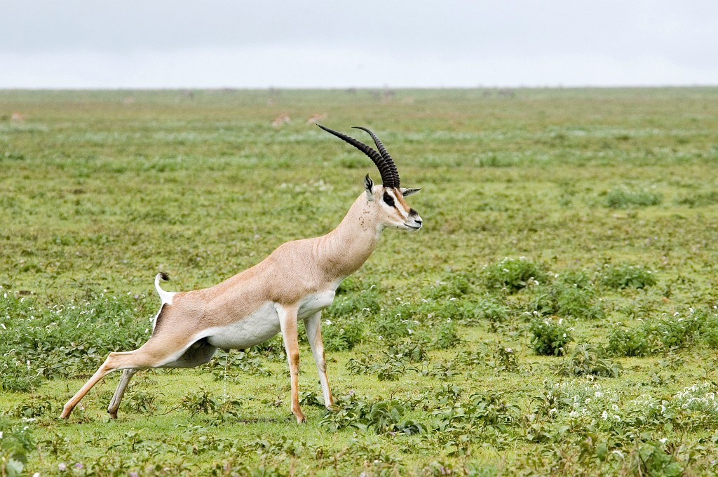 Ndutu Grant Gazelle01.jpg - Grant’s Gazelle (Gazella granti), Tanzania March 2006